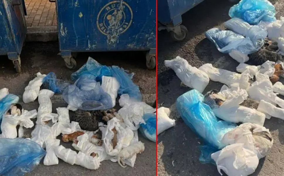 İzmir Buca'da 33 kedinin ölümünden sorumlu tutulan veteriner hekim tutuklandı