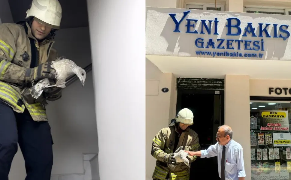 Gazetemize sığınan yaralı yavru martıya İzmir itfaiyesinden destek