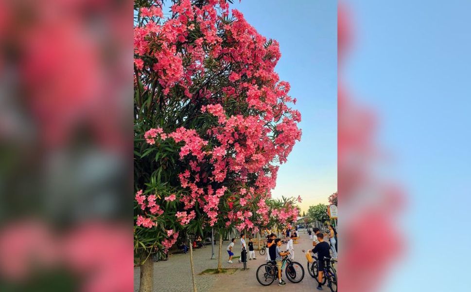 İzmir'in dört bir yanında rengarenk zakkumlar açtı