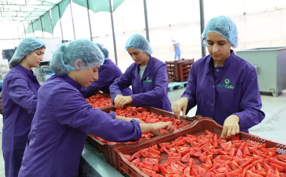 İzmir’de kuru domates mesaisi sürüyor: Hedef üretimde Türkiye birinciliği