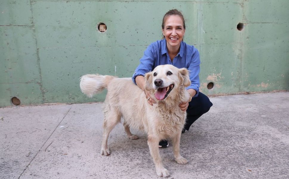 Karşıyaka’da 282 köpek yuva bekliyor