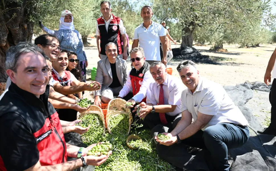 Türkiye’de sezonun ilk zeytin hasadı Dikili Bademli’de yapıldı
