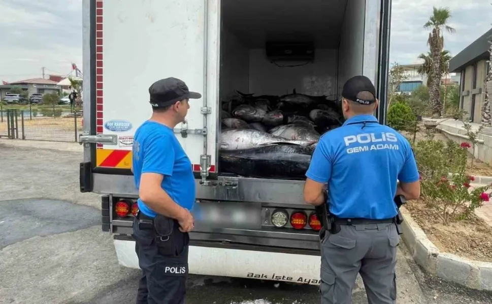 İzmir’de kaçak avlanan 3 ton mavi yüzgeçli orkinos ele geçirildi