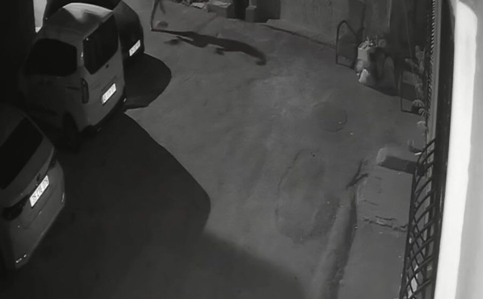 İzmir’de tepki çeken görüntüler: Köpeğine tekme attı, direnince tasmayla sürükledi!