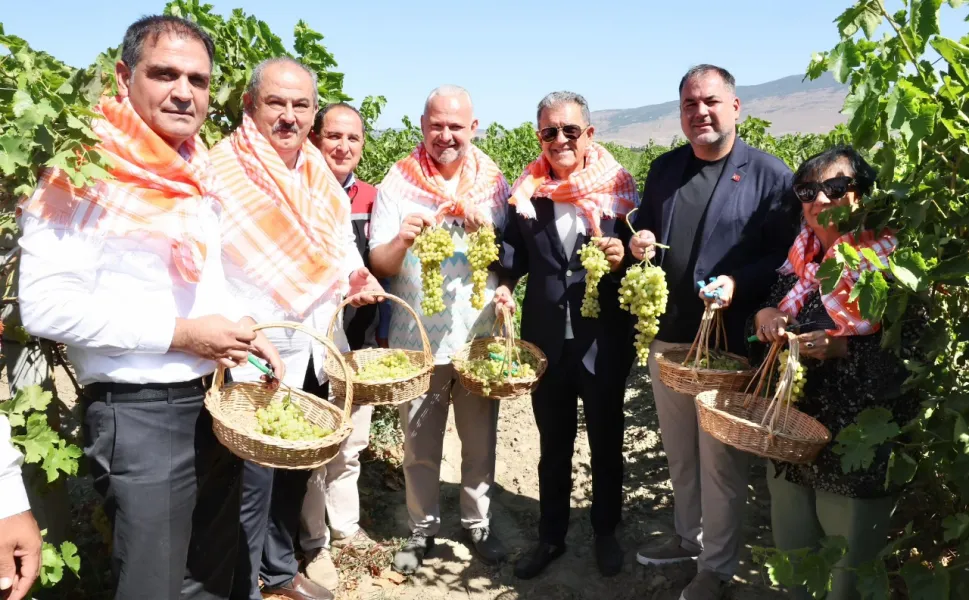 Menemen bağlarında hasat zamanı