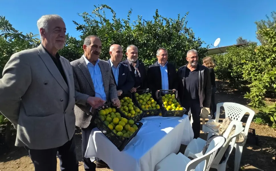 Satsuma mandalinası ihracat yolunda!