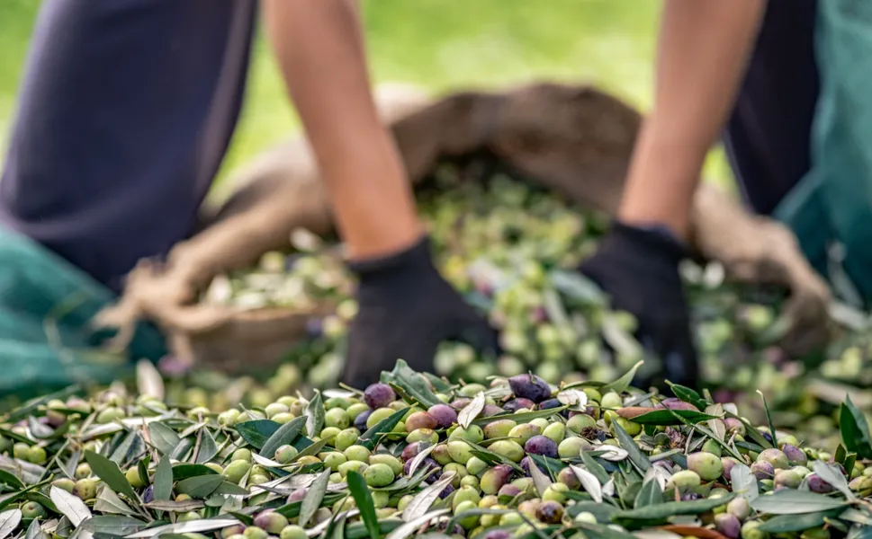 Zeytin ve zeytinyağı sektörü ihracatta zorlu bir sezona giriyor