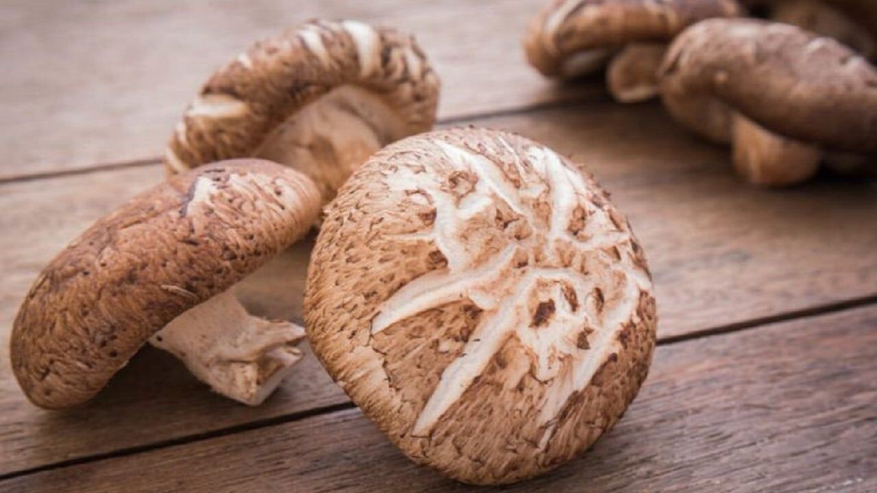 shiitake-mantari-zehirli-mi-shiitake-mantari-nasil-pisirilir-shiitake-mantari-yenir-mi1