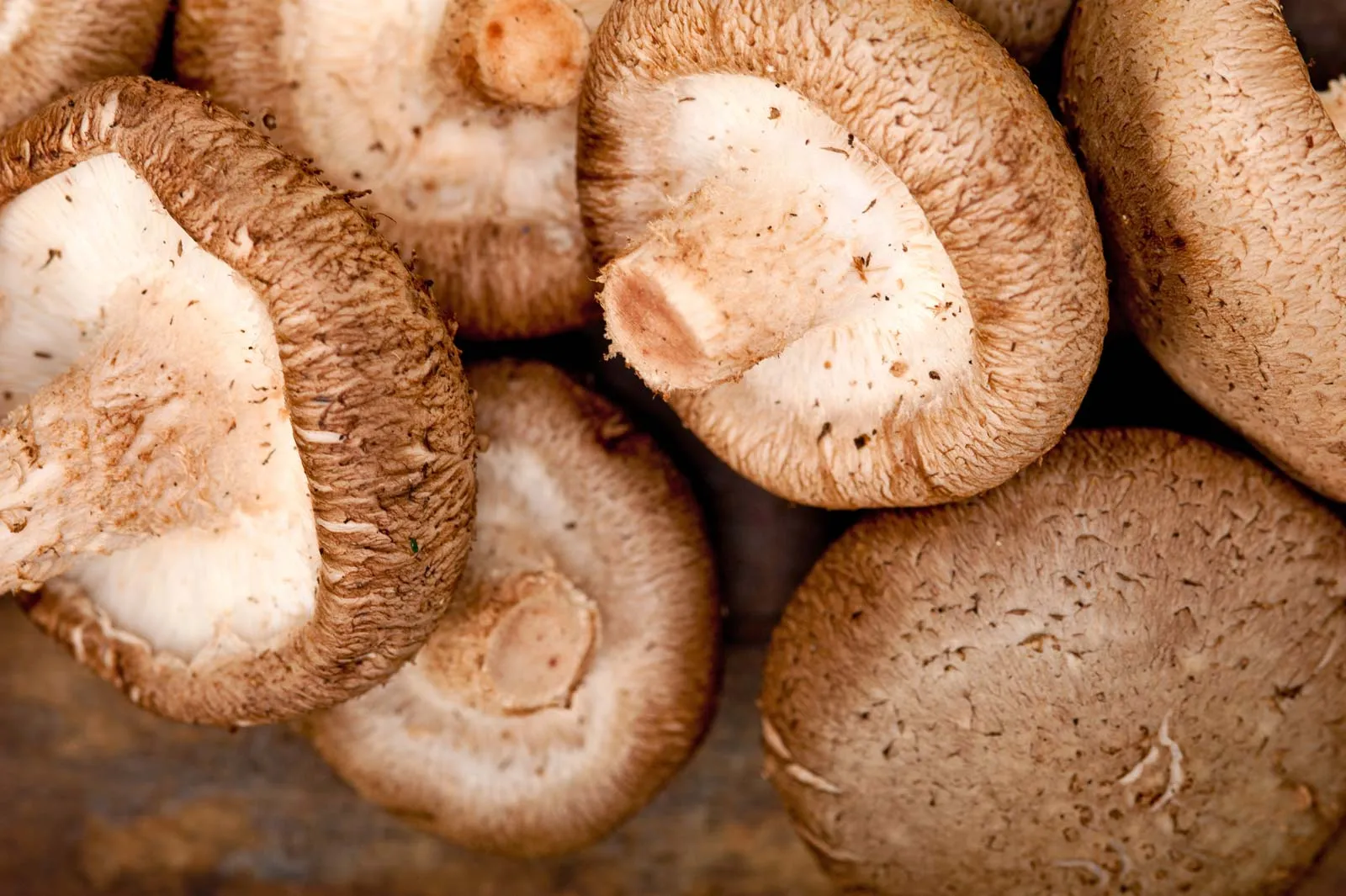 shiitake-mantari-zehirli-mi-shiitake-mantari-nasil-pisirilir-shiitake-mantari-yenir-mi3