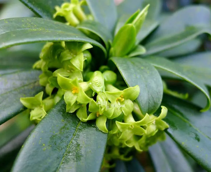 Spurge-Laurel