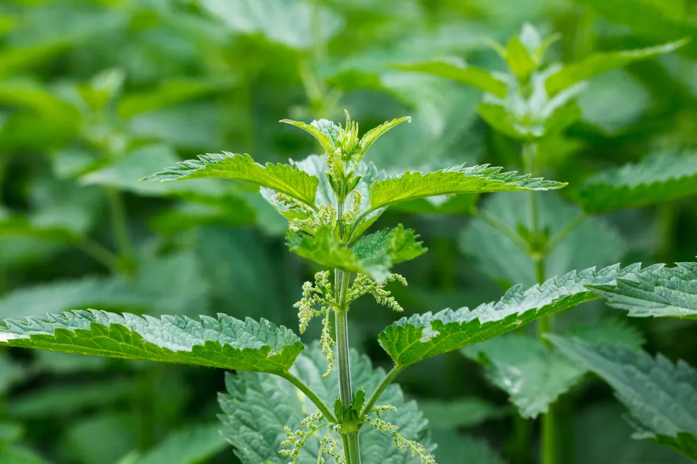 Stinging-nettle