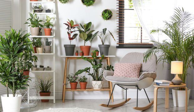 evde-hangi-bitkiler-yetistirilir-hangi-bitkiler-ev-kosullarina-uygundur-ozellikleri-neler (4)