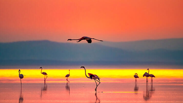 flamingoo