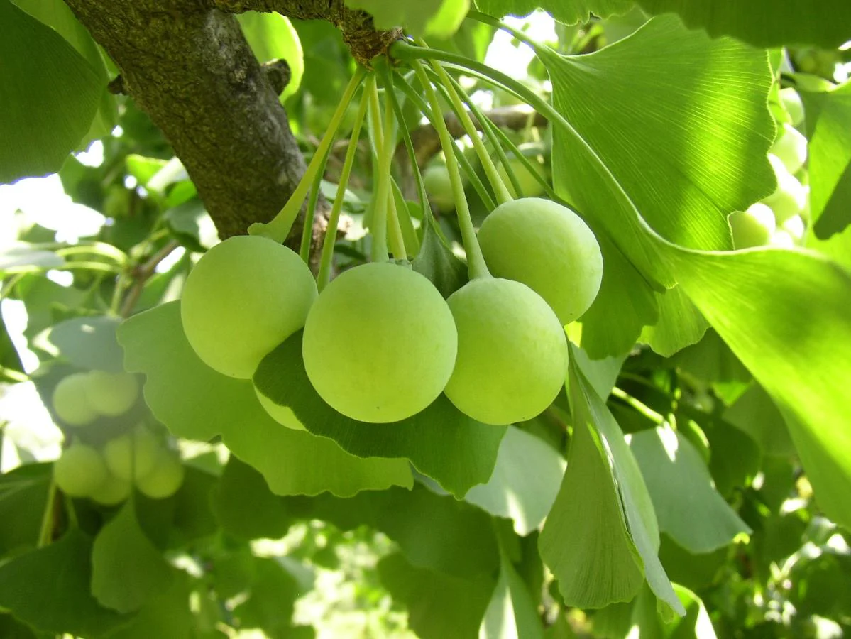 ginkgo-nedir-faydalari-nelerdir-bilissel-hafizaya-iyi-geliyor-mu (1)