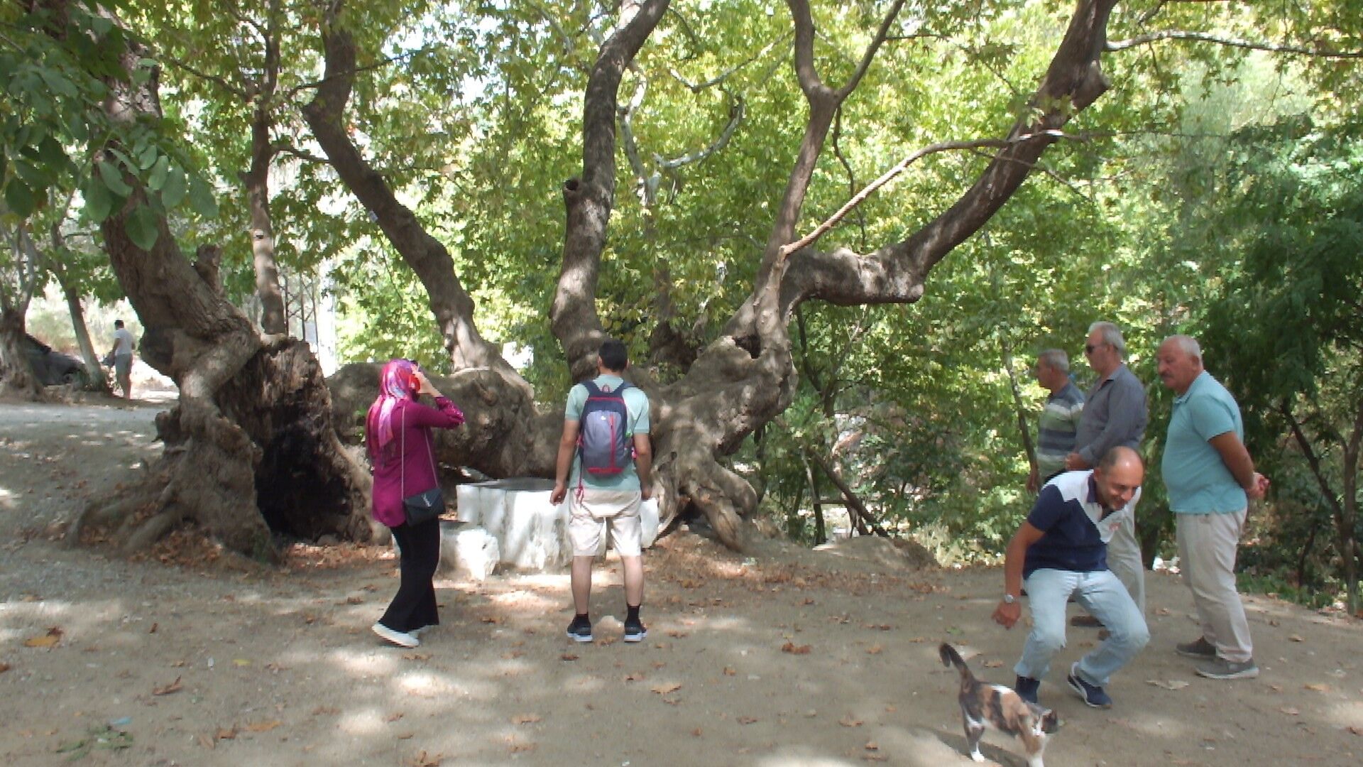 kazdaginda-750-yillik-cinar-agaci-ilgi-odagi-oldu (1)