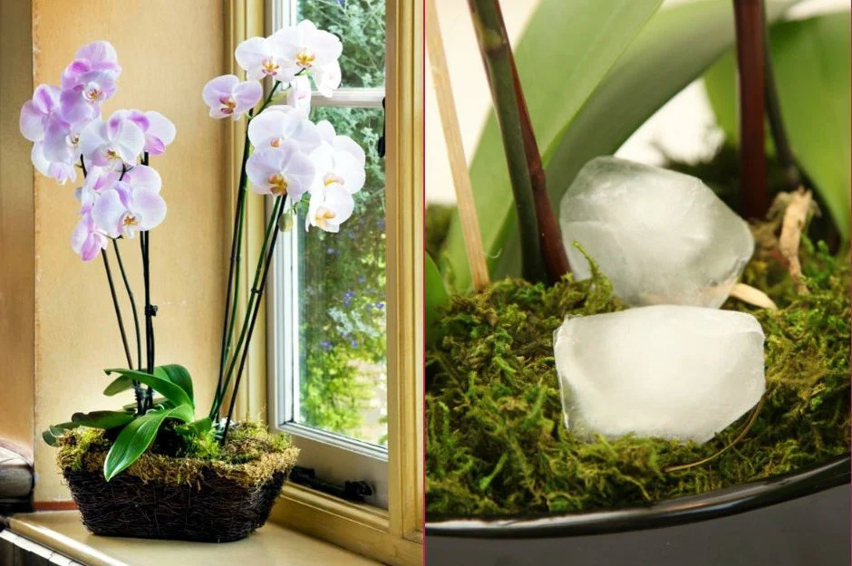 orkide-bakimi-nasil-yapilir-orkideye-ne-siklikla-su-verilir-orkide-bakiminda-yapilan-hatala (1)-1