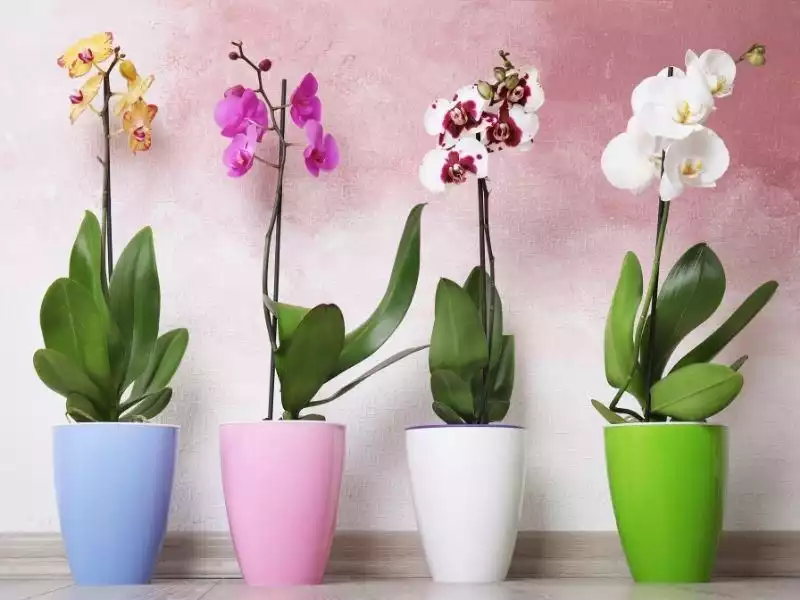 orkide-bakimi-nasil-yapilir-orkideye-ne-siklikla-su-verilir-orkide-bakiminda-yapilan-hatala (2)-1