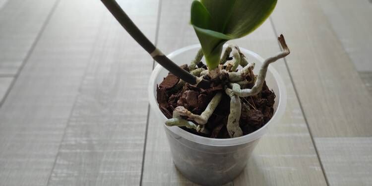 orkide-bakimi-nasil-yapilir-orkideye-ne-siklikla-su-verilir-orkide-bakiminda-yapilan-hatala (4)