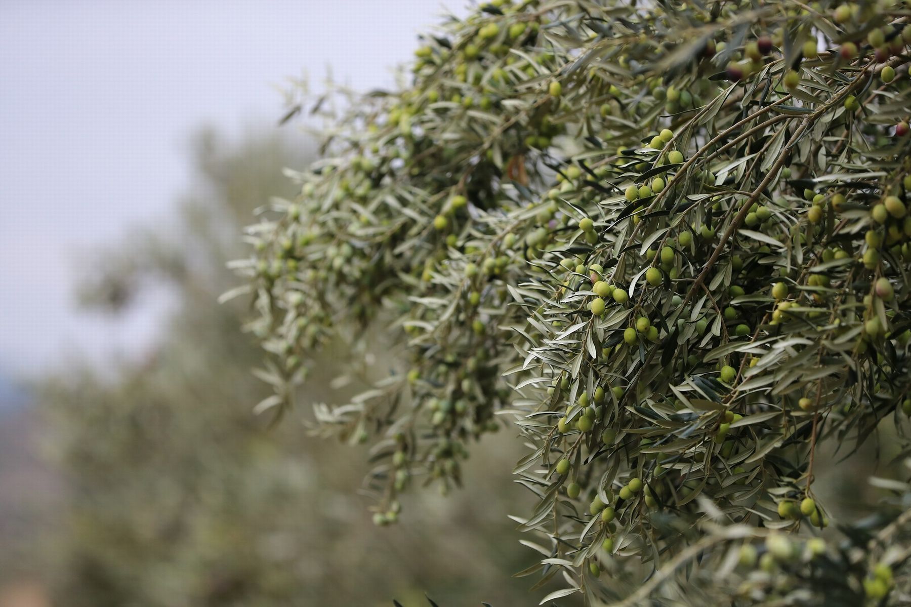 14 Aliağa’da 2. Zeytin Hasat Şenliği Düzenlendi