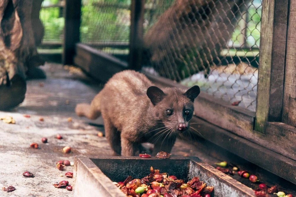 dunyanin-en-pahali-kahvesi-kopi-luwak-nedir-nasil-elde-edilir1