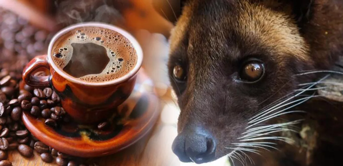 dunyanin-en-pahali-kahvesi-kopi-luwak-nedir-nasil-elde-edilir5