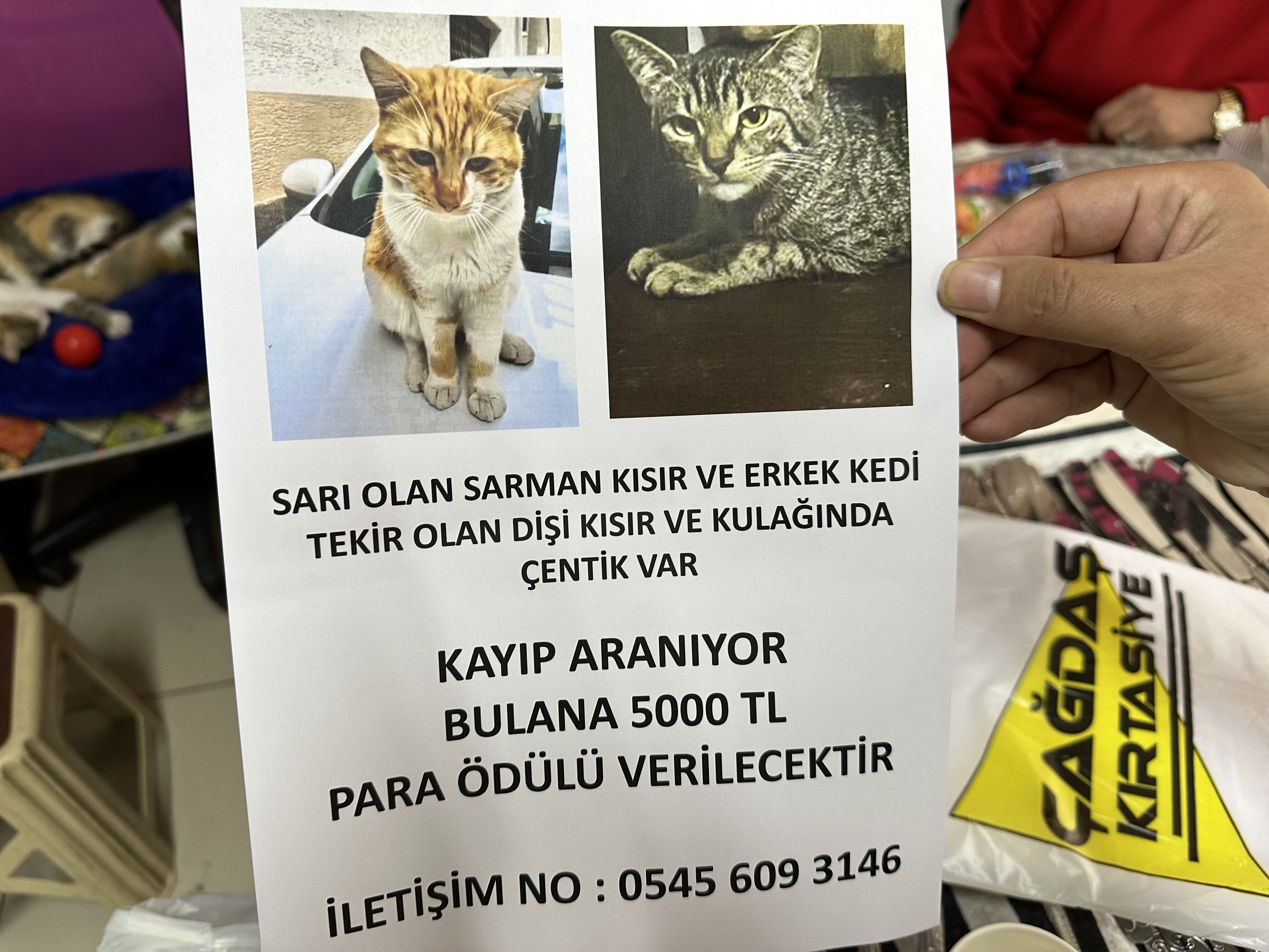 Kaybolan iki kedisi için 5'er bin lira para ödülü koydu! (2)