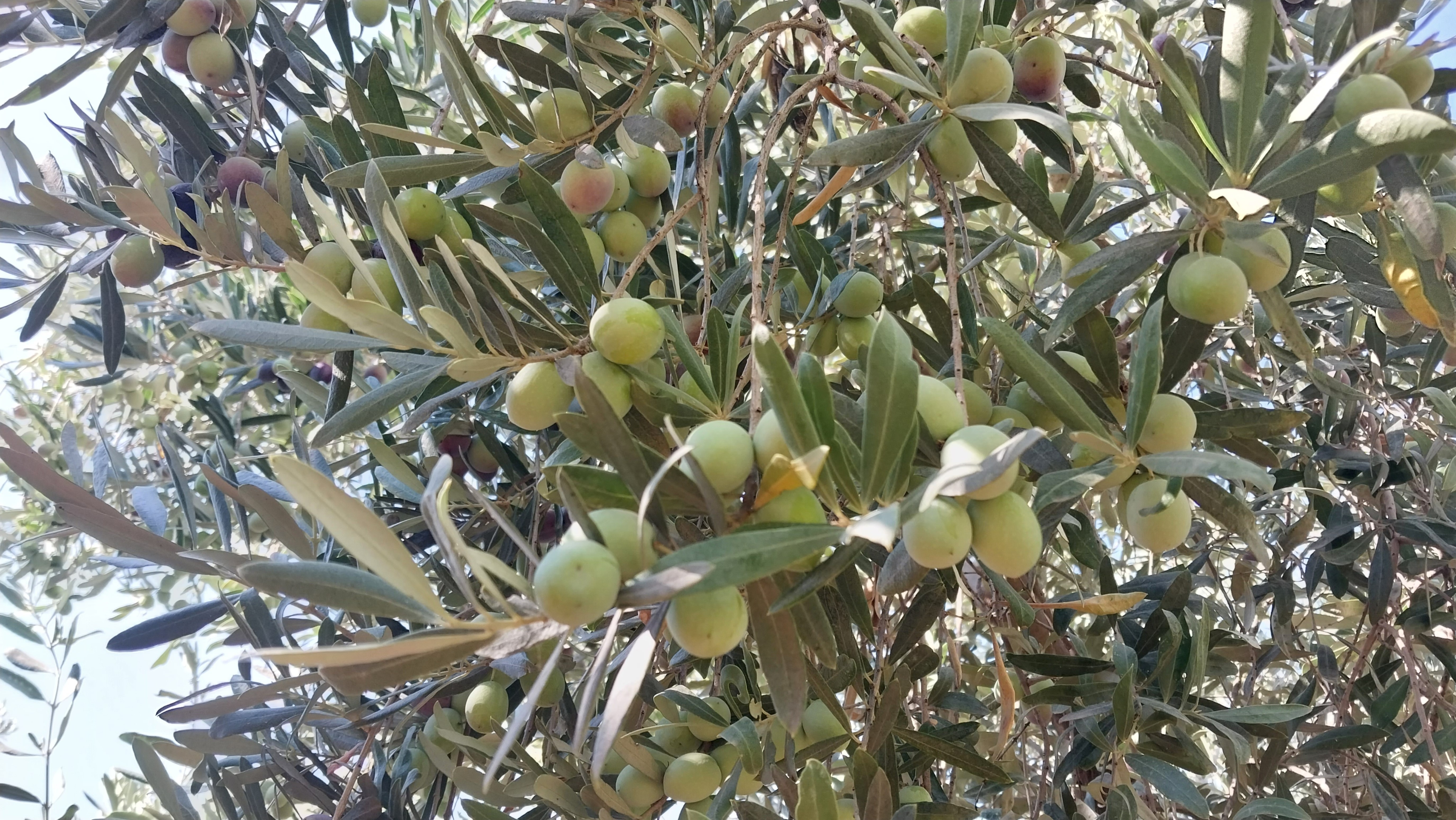 minik-ogrencilerden-duygulandiran-hareket-depremzedelere-zeytin-topladilar