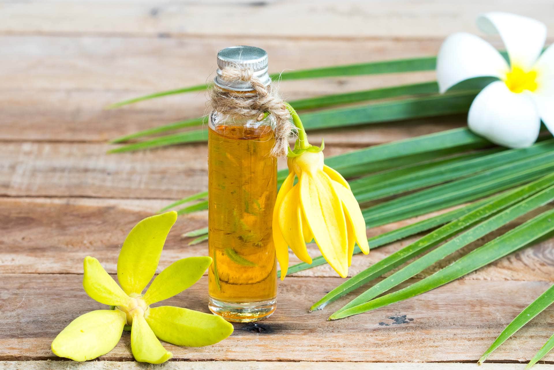 Ylang ylang yağı