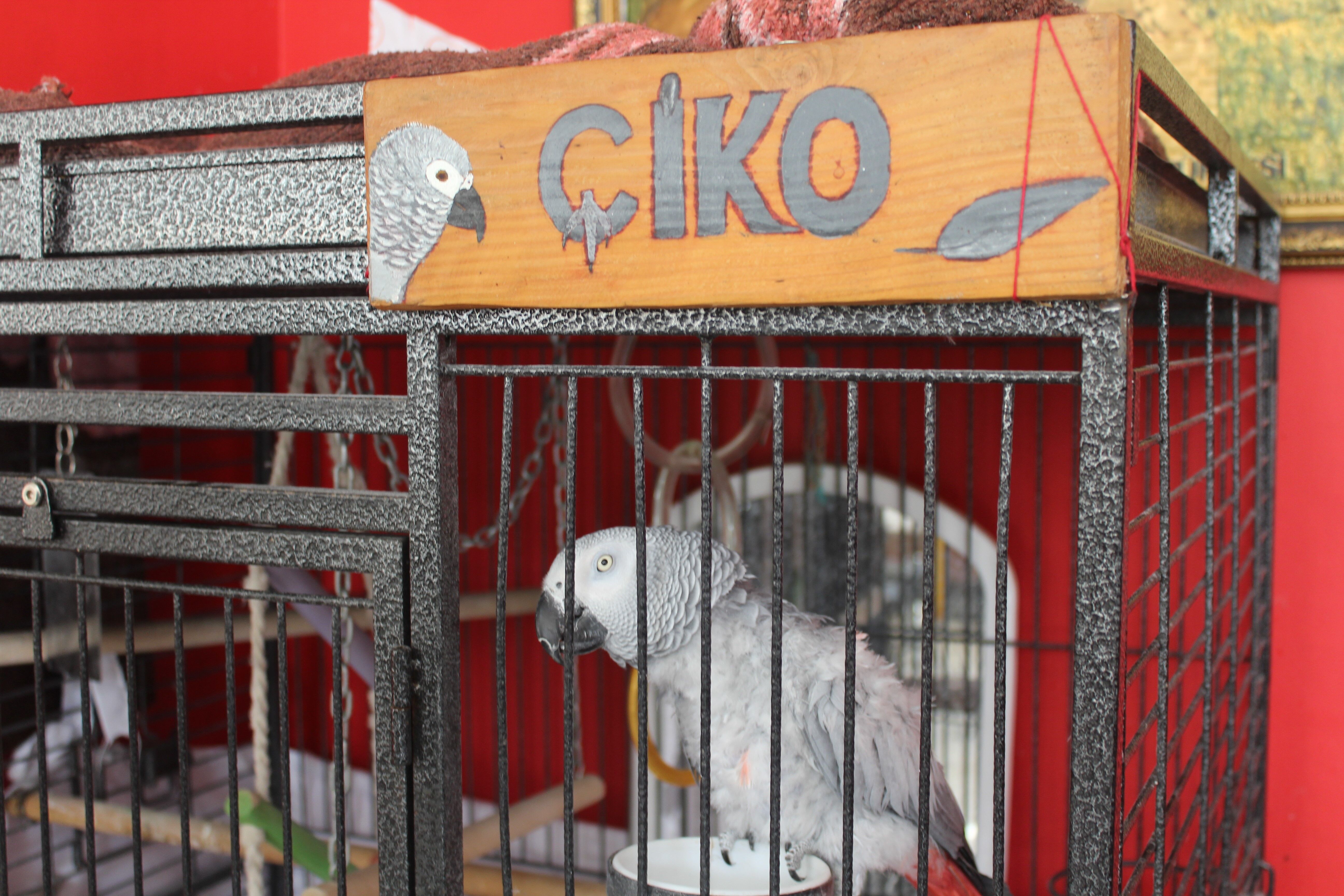 5 yıldır papağanı besleyen Eskişehirli esnaf 'Papağanıma 200 bin lira teklif ettiler satmadım' (3)