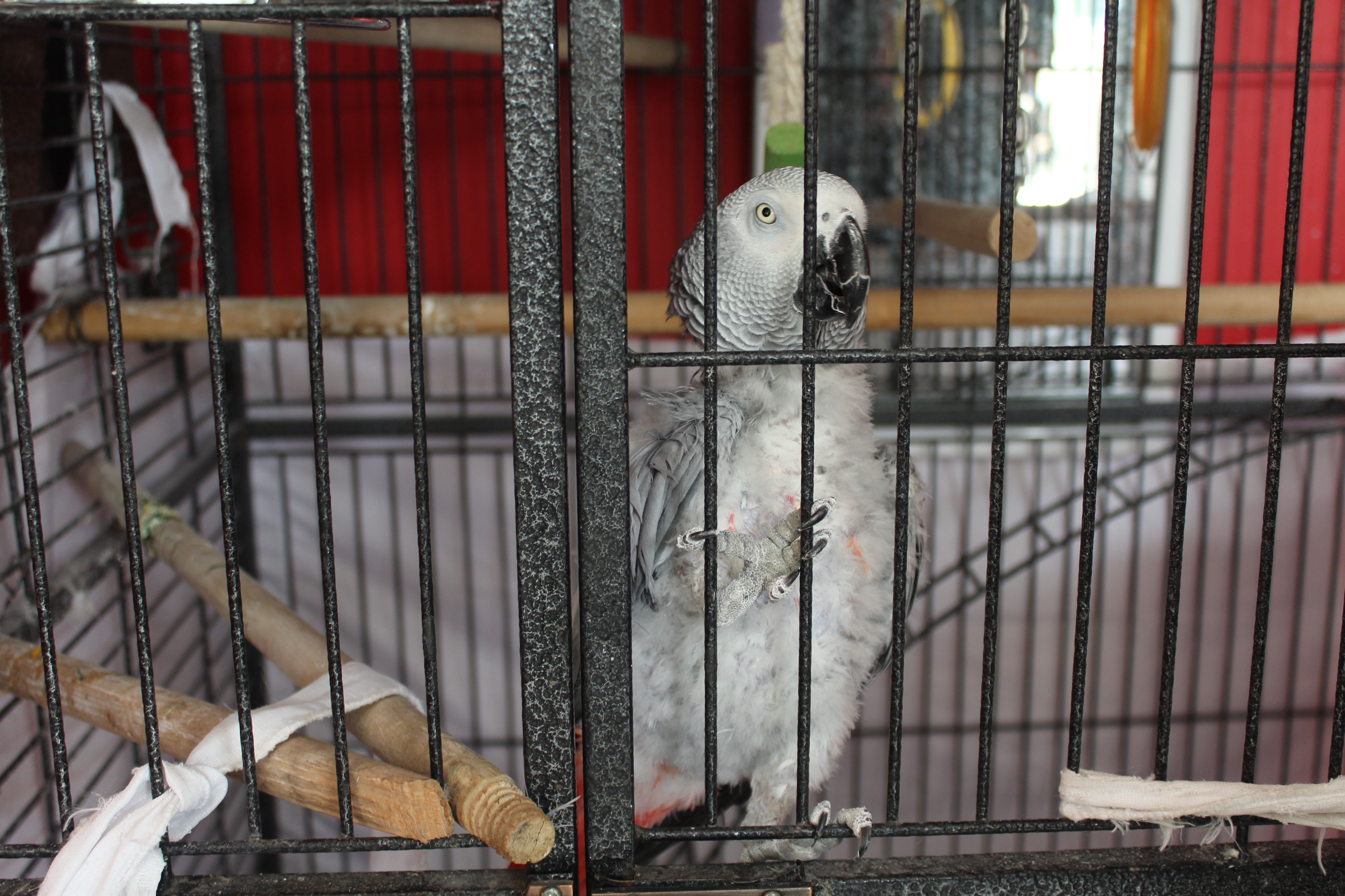 5 yıldır papağanı besleyen Eskişehirli esnaf 'Papağanıma 200 bin lira teklif ettiler satmadım' (6)