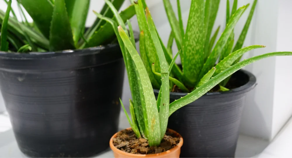 ev-bitkisi-ne-demek-faydalari-neler-aloe-vera-bitkisi-evde-faydalari-neler-yapay-ev-bitkile (1)-1