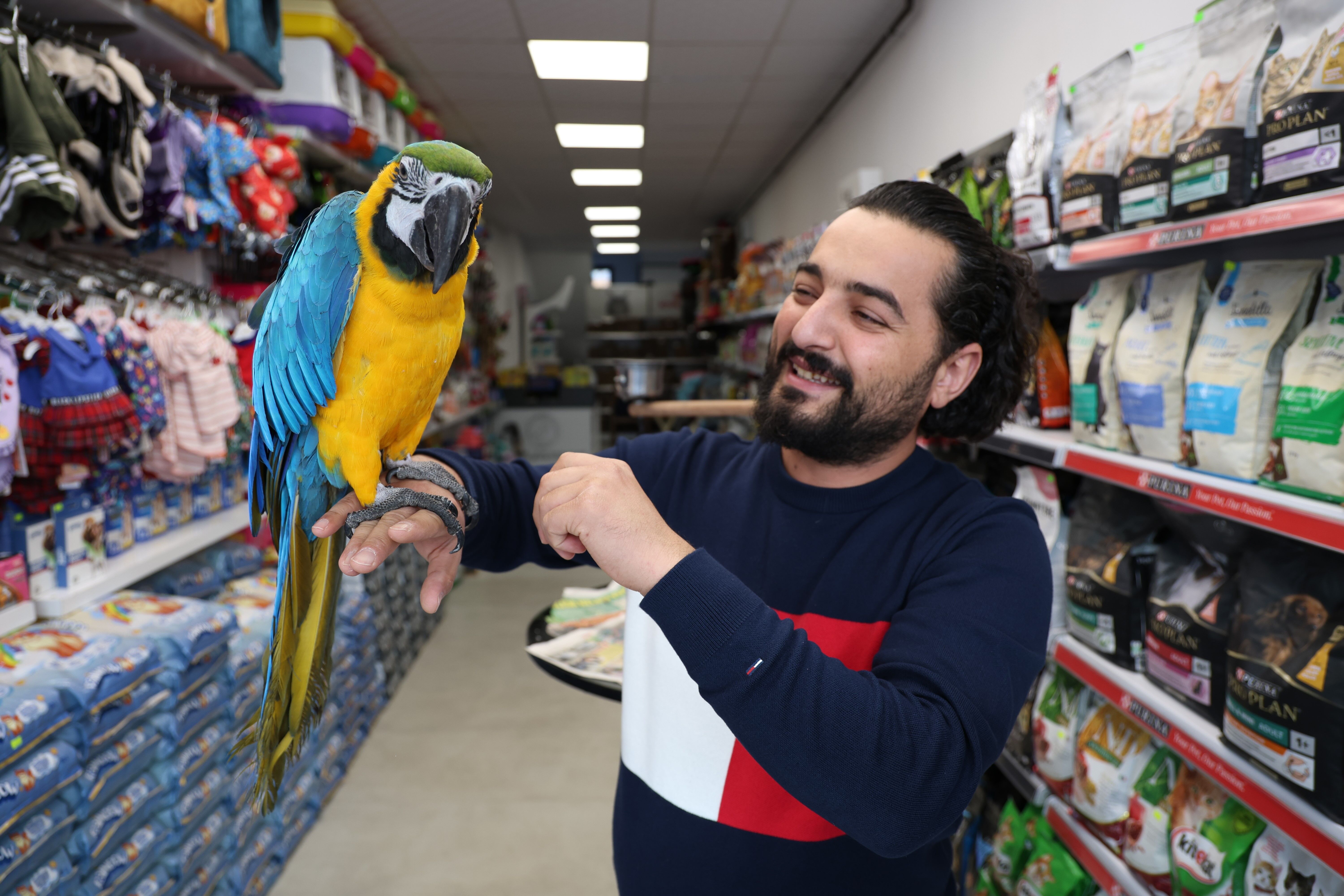 Görkemli duruşuyla dikkatleri üzerine çekiyor... ‘Dayı’lakabıyla anılan papağan kısa sürede ilgi odağı haline geldi! (2)