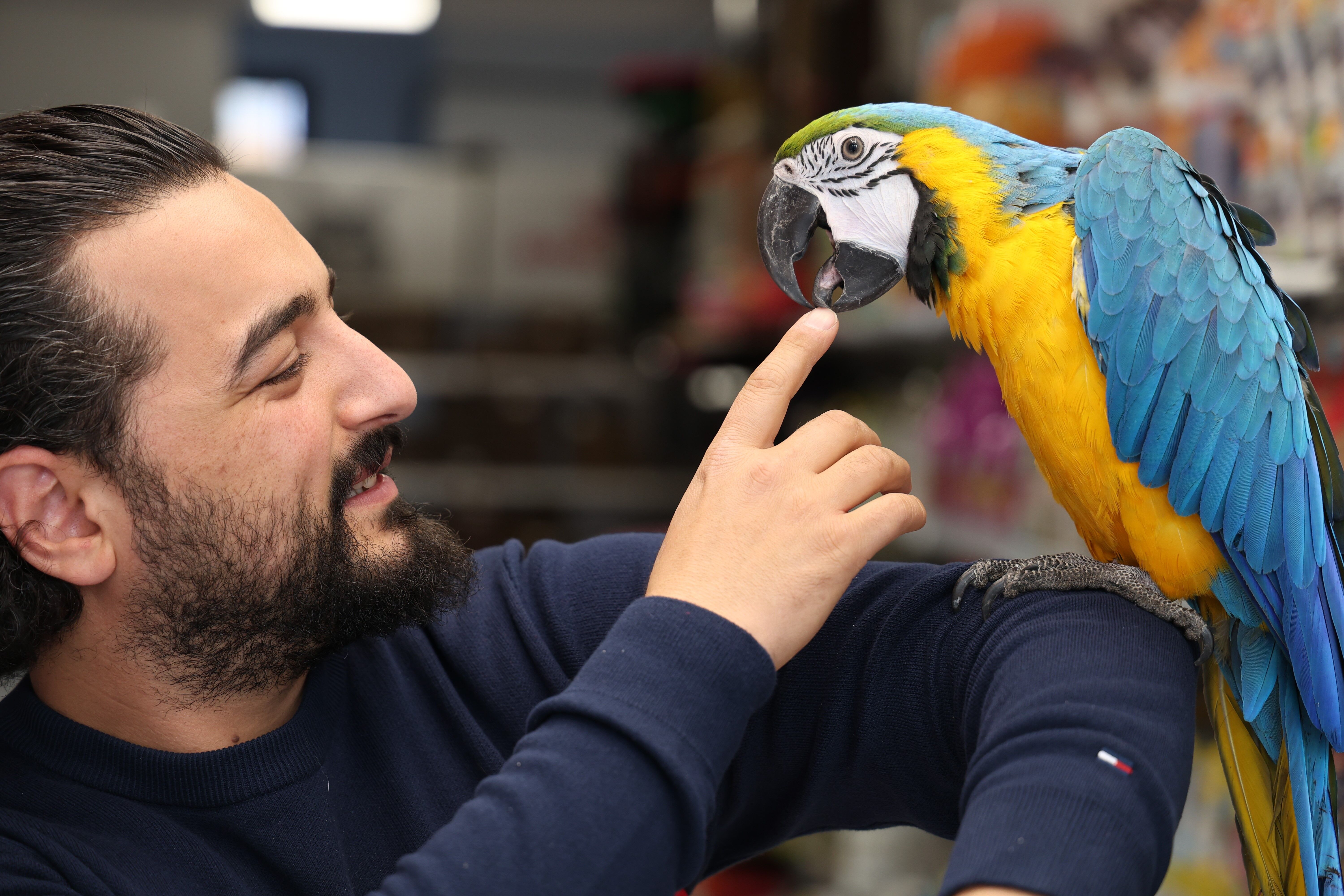 Görkemli duruşuyla dikkatleri üzerine çekiyor... ‘Dayı’lakabıyla anılan papağan kısa sürede ilgi odağı haline geldi! (3)