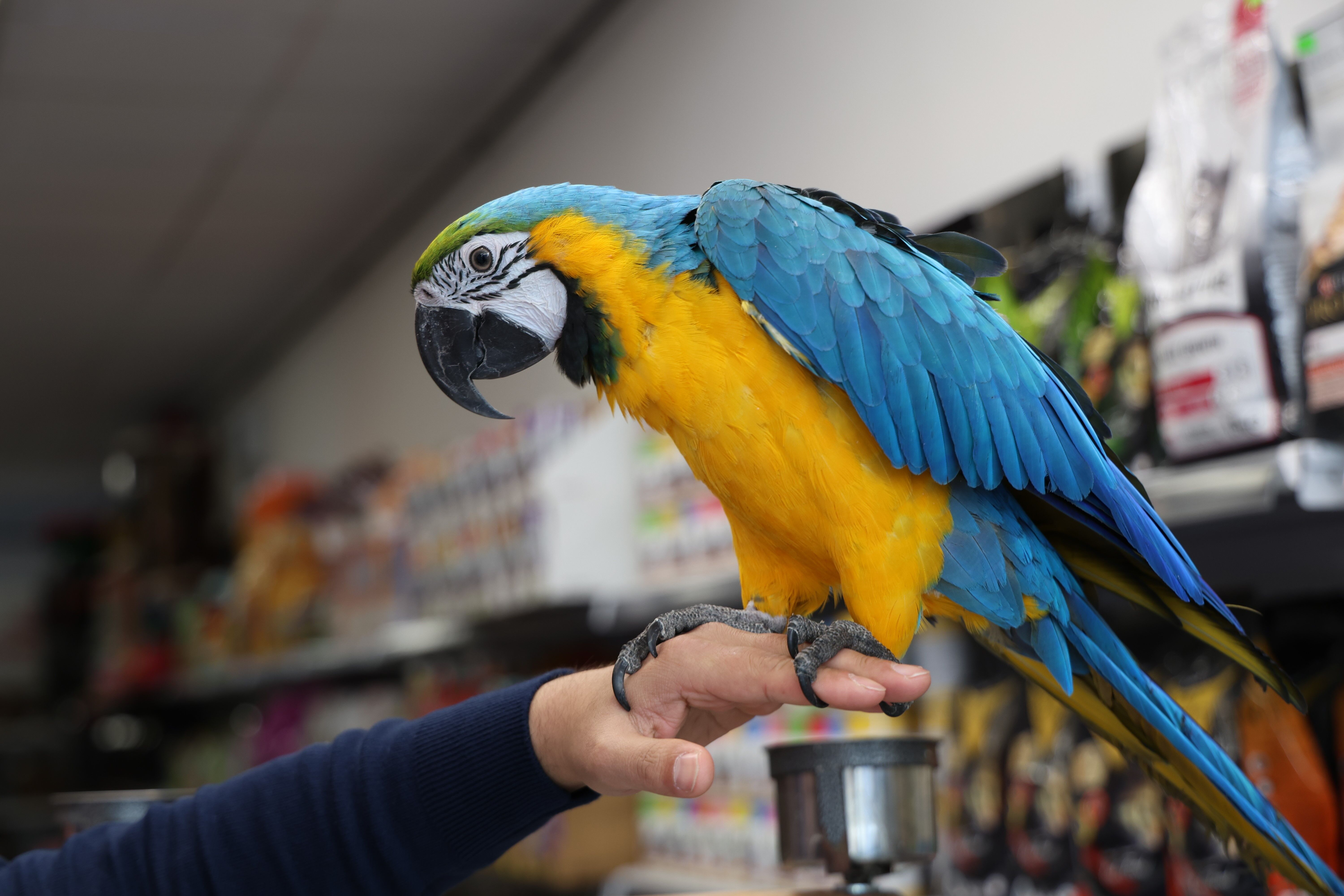 Görkemli duruşuyla dikkatleri üzerine çekiyor... ‘Dayı’lakabıyla anılan papağan kısa sürede ilgi odağı haline geldi! (4)