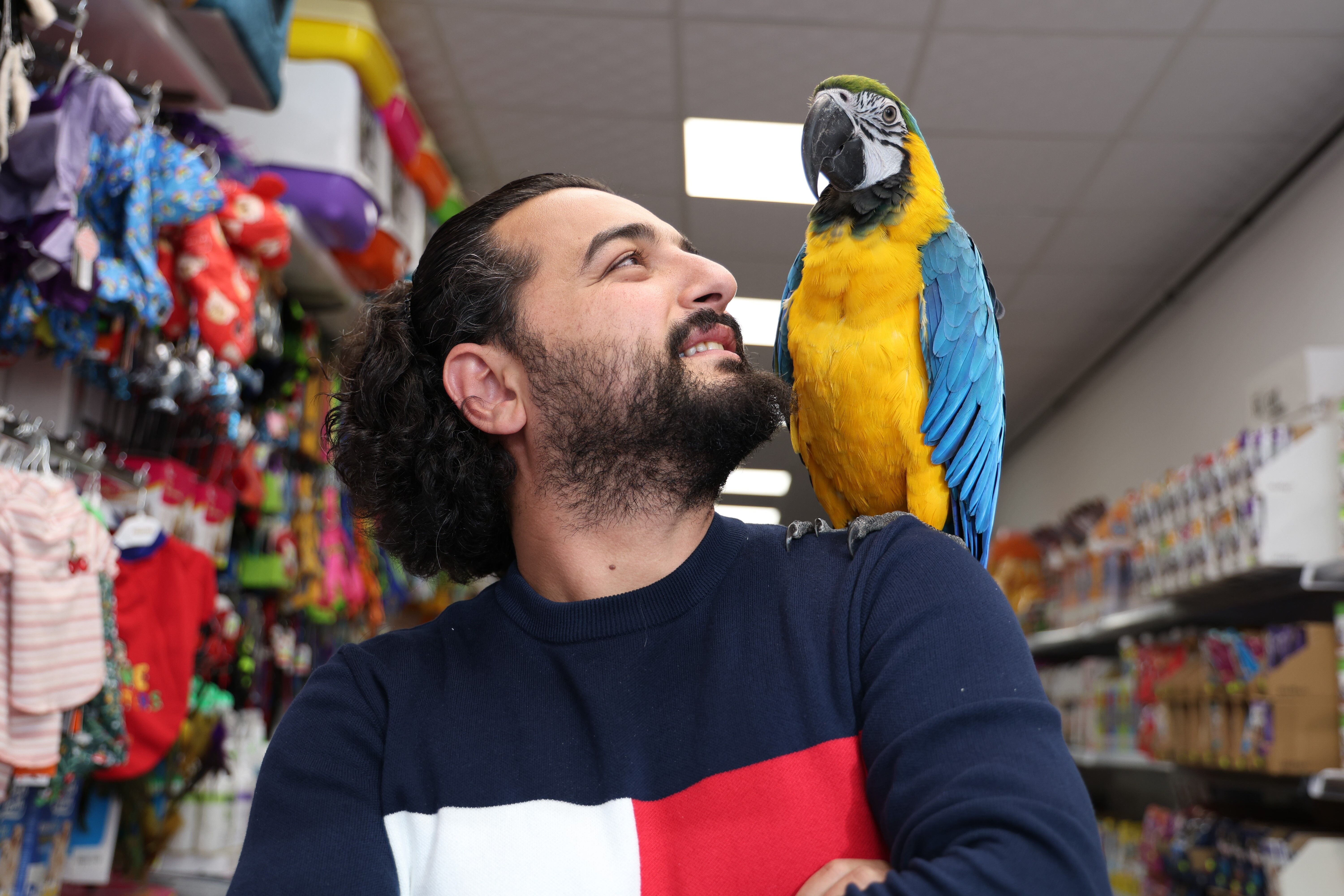 Görkemli duruşuyla dikkatleri üzerine çekiyor... ‘Dayı’lakabıyla anılan papağan kısa sürede ilgi odağı haline geldi! (5)