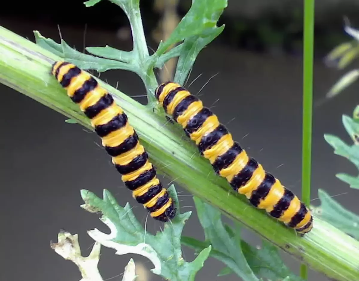 sadece-erkekleri-olduren-yeni-bir-virus-mu-kesfedildi-virusun-adi-ne-neden-kadinlari-oldurm (1)