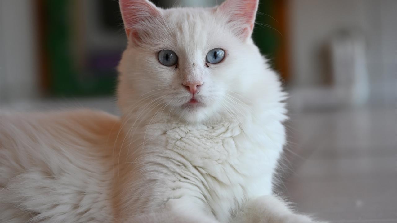 Ankara Kedisi