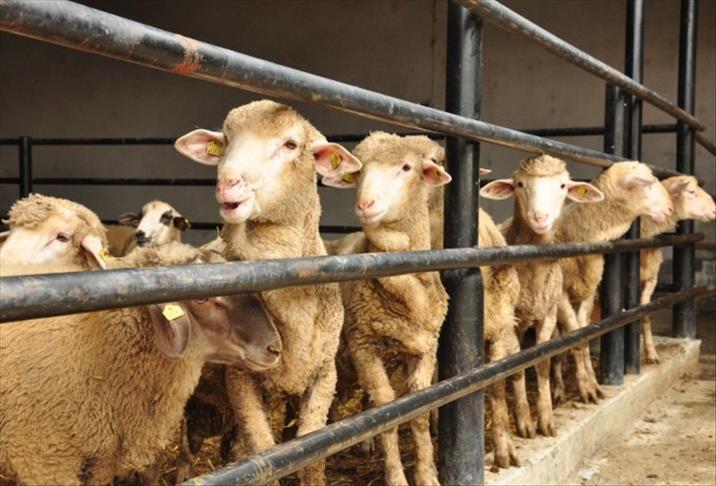 Kurban Bayrami Tatili Ne Zaman Baslar Kurban Bayrami Tatili Ne Kadar Surecek