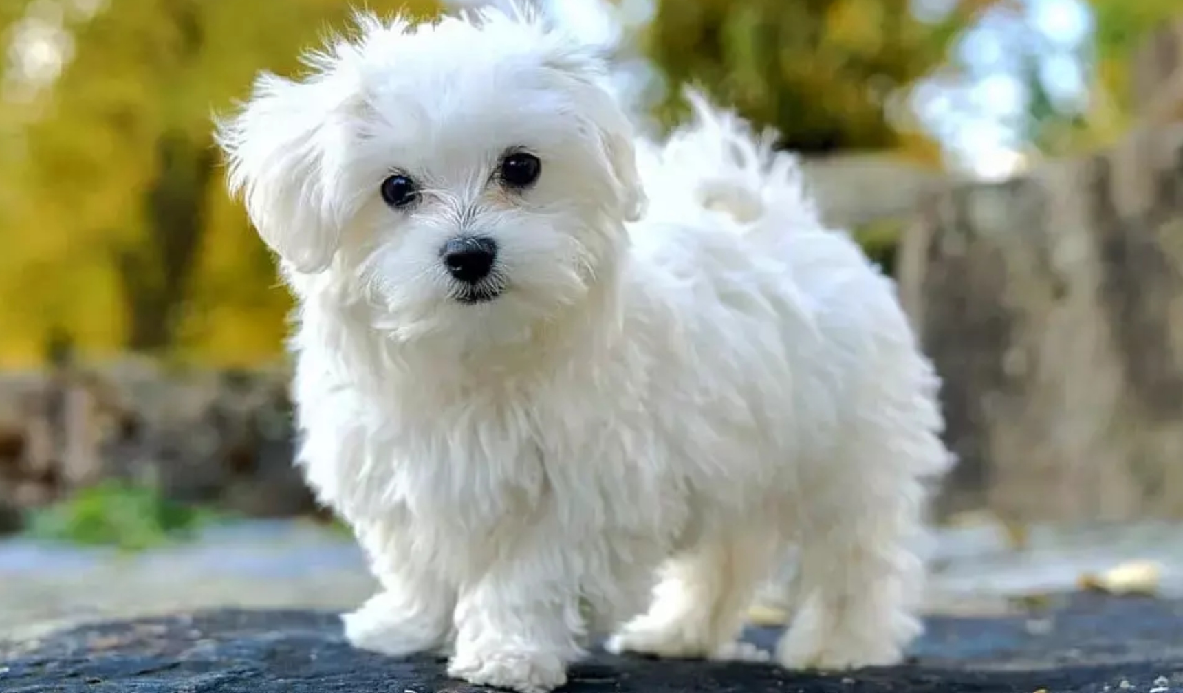 Maltese Terrier Kopek Irki Ozellikleri Nelerdir Maltese Terrier Cins Kopege Nasil Bakilir