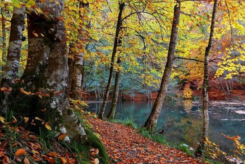 Yedigoller22