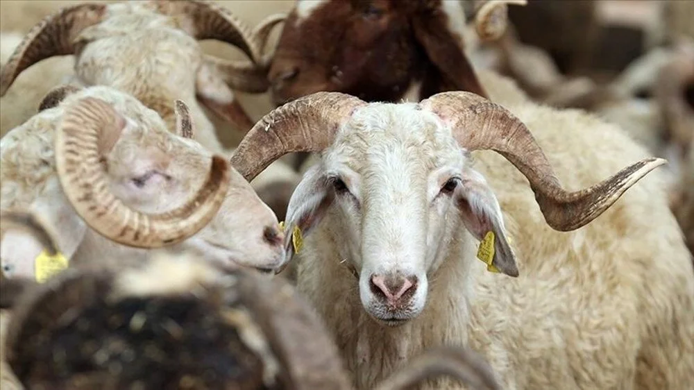 Kurban Bayramı Hangi Güne Denk Geliyor Kurban Bayramı Tatili Hangi Gün