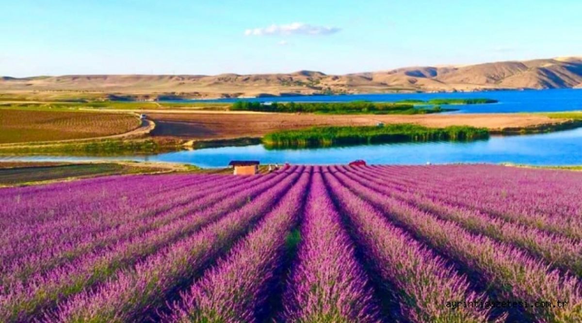 Lavanta Vadisi Kırıkkale