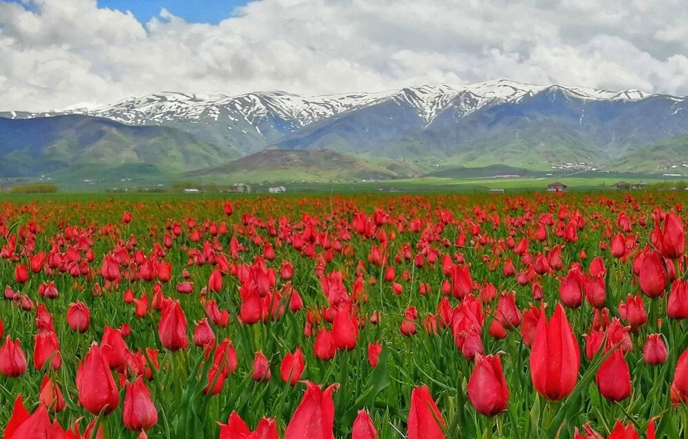 Muş Ovası