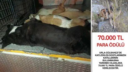 Urlada Vahset Sokak Kopeklerini Tarim Ilaciyla Zehirlediler (1)
