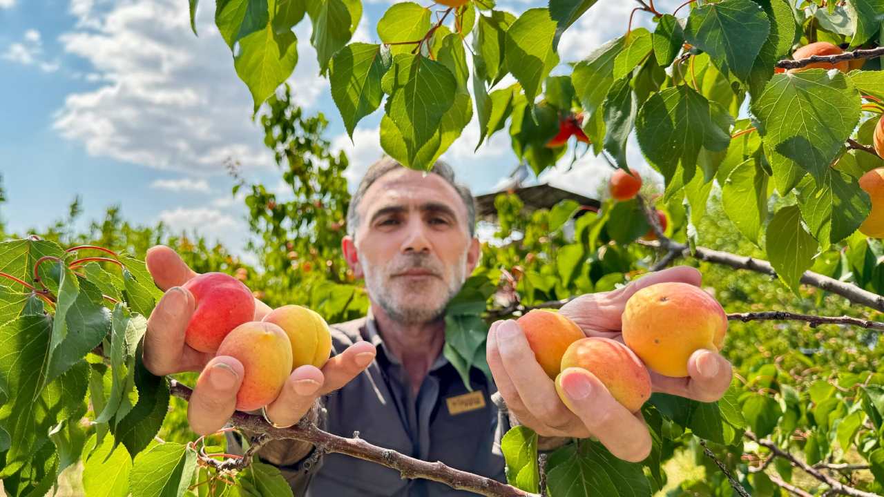 Agri Daginda Kayisi Cilginligi 6 Ton Kayisi Toplandi Ziyaretci Akini (1)