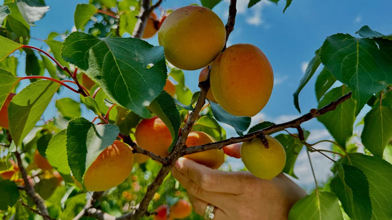 Agri Daginda Kayisi Cilginligi 6 Ton Kayisi Toplandi Ziyaretci Akini (2)