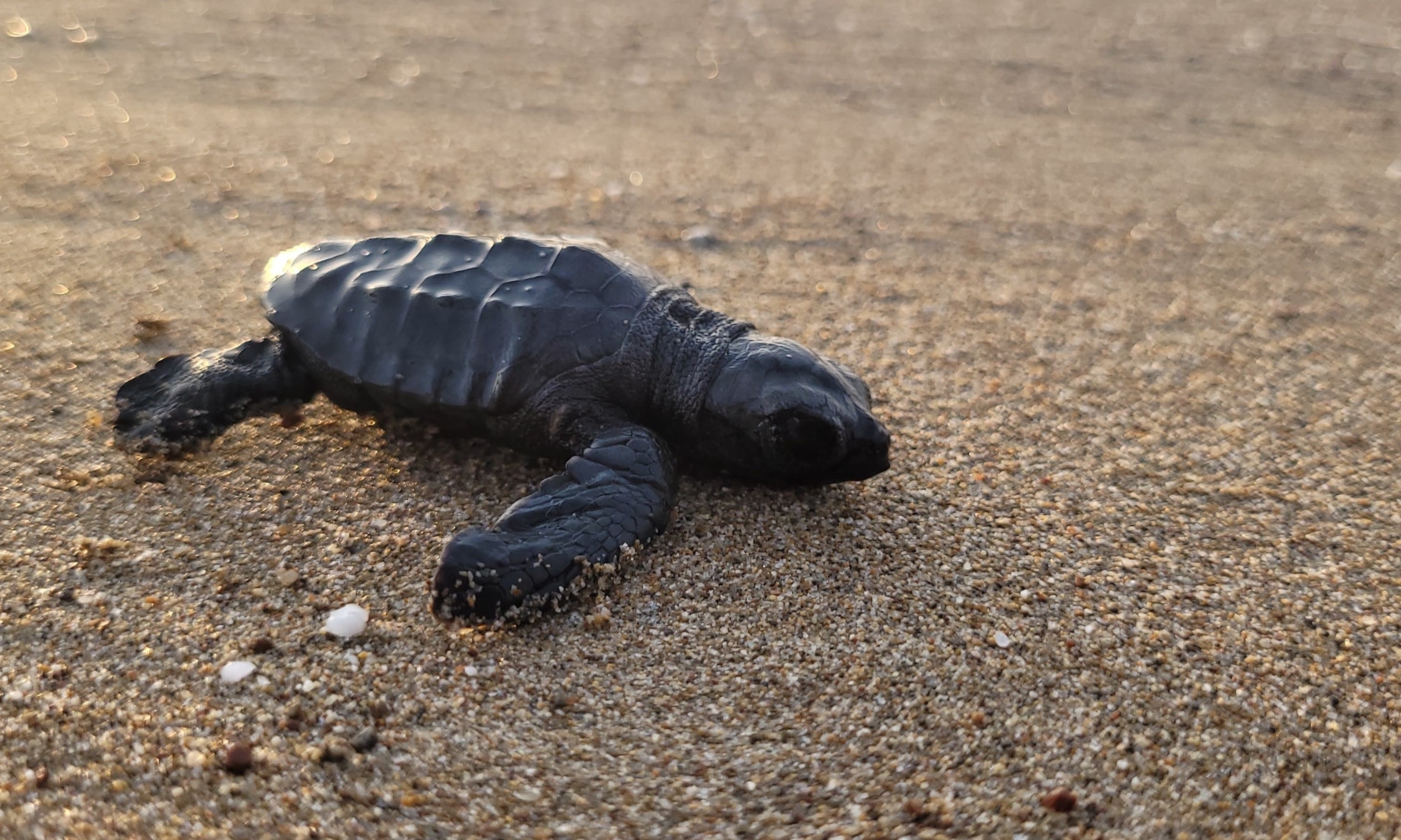 Antalyada Caretta Caretta Mucizesi Yumurtalar Rekor Kirdi (2)