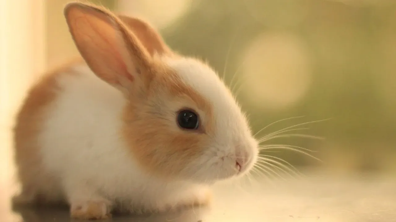 Tavsan Yavrusuna Ne Ad Verilir Tavsan Yavrusunun Halk Arasindaki Ismi Nedir1