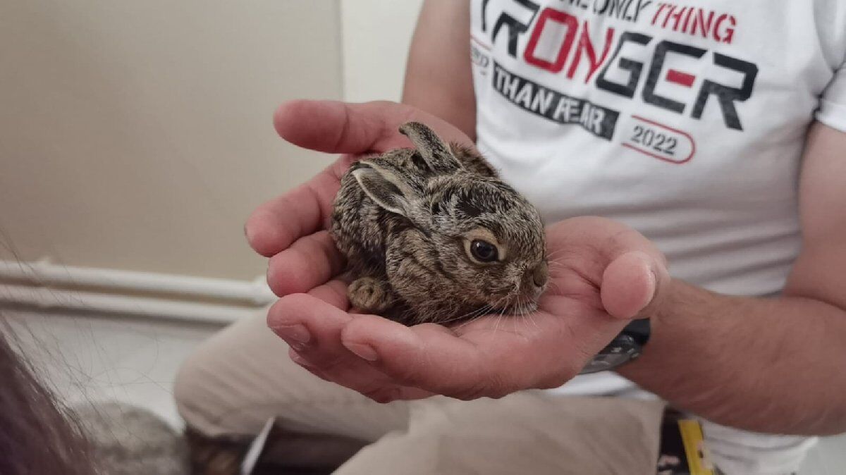 Tavsan Yavrusuna Ne Ad Verilir Tavsan Yavrusunun Halk Arasindaki Ismi Nedir2