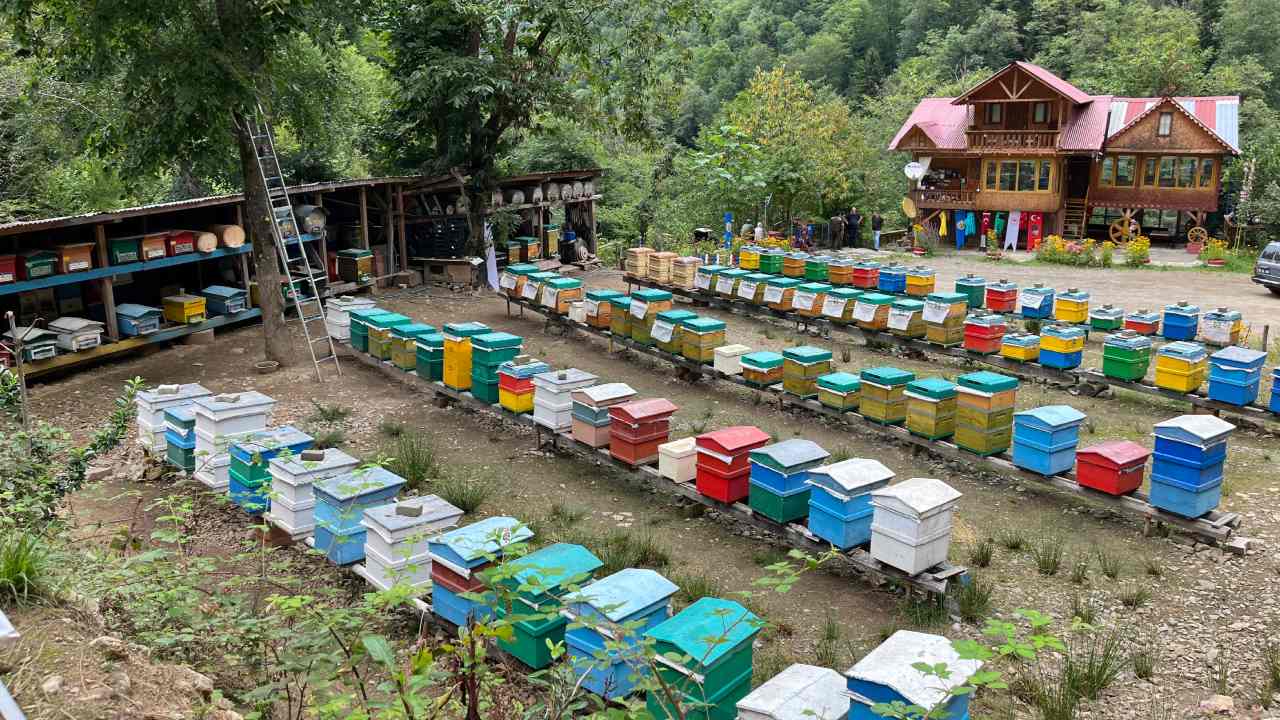 Artvinin Bal Cenneti Kokolet Vadisinde Hasat Basladi